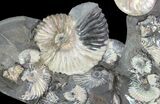 Gorgeous, Tall Iridescent Ammonite Cluster - Russia #78535-2
